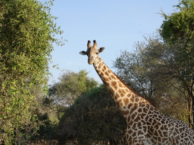 UNADJUSTEDNONRAW_thumb_f59c