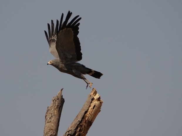 UNADJUSTEDNONRAW_thumb_f62d