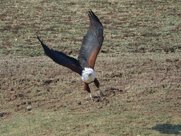 UNADJUSTEDNONRAW_thumb_f6ac