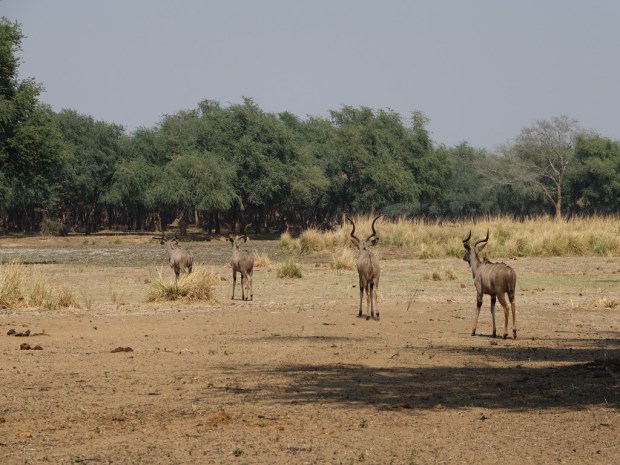 UNADJUSTEDNONRAW_thumb_fb1c