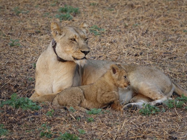 UNADJUSTEDNONRAW_thumb_10020