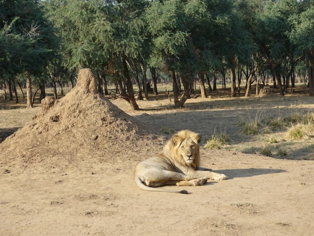 UNADJUSTEDNONRAW_thumb_f800