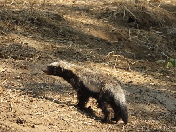 UNADJUSTEDNONRAW_thumb_fbf3