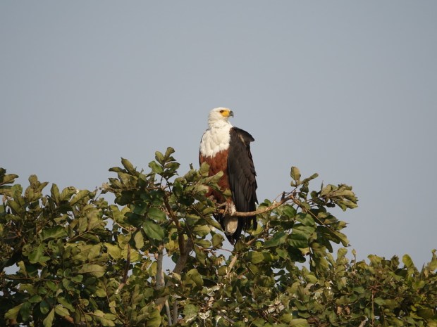 UNADJUSTEDNONRAW_thumb_fdfc