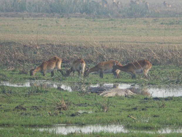 UNADJUSTEDNONRAW_thumb_ff04