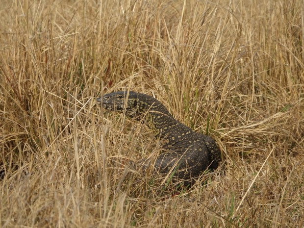 UNADJUSTEDNONRAW_thumb_ff1f