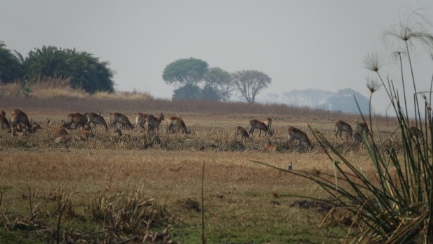 UNADJUSTEDNONRAW_thumb_ff2b