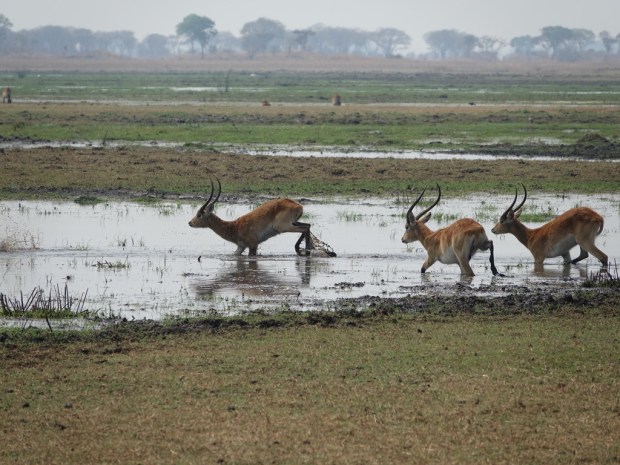 UNADJUSTEDNONRAW_thumb_ff8a