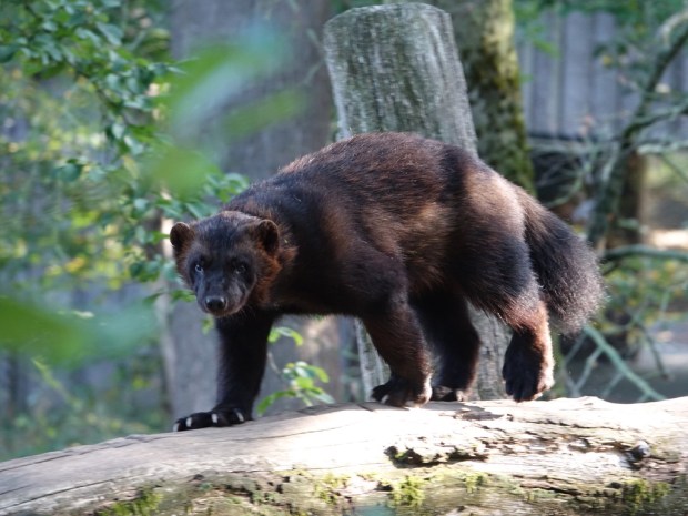 UNADJUSTEDNONRAW_thumb_1033b