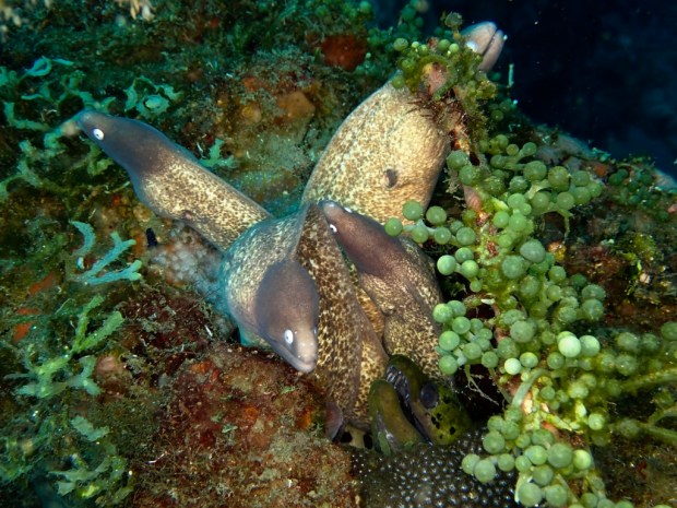 rxnjZJMFQ6a0BRMX5YDqWg_thumb_4a85