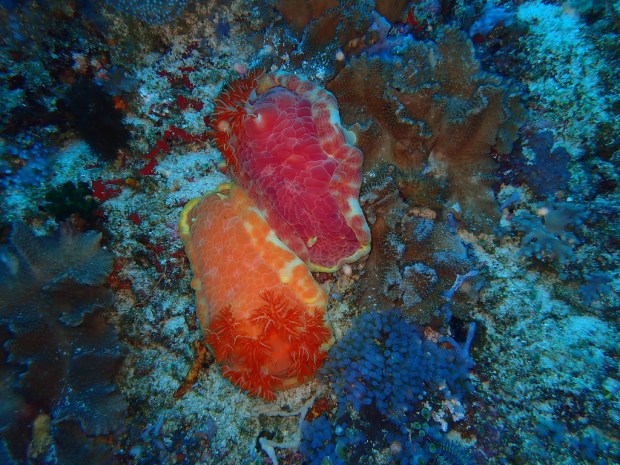 UNADJUSTEDNONRAW_thumb_4954