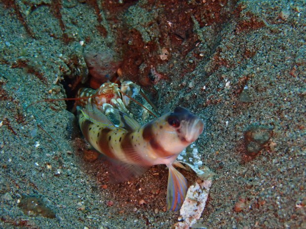 UNADJUSTEDNONRAW_thumb_49ba